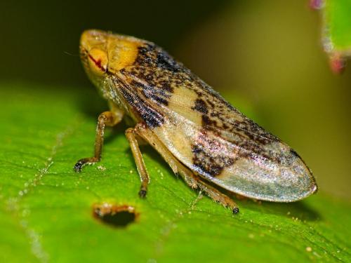 Philaenus spumarius